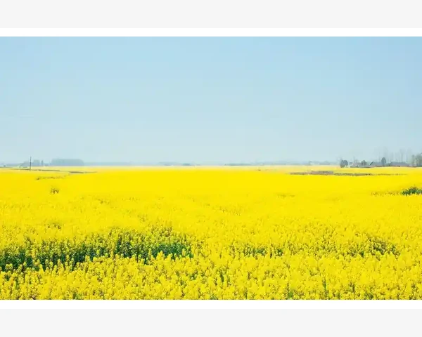 夏季体寒调理：夏天吃什么最养生？